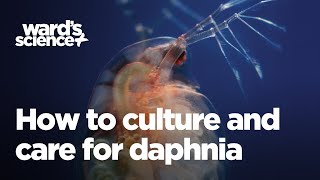 Caring and Culturing for Daphnia [upl. by Anirahtak]