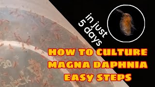 How to Culture Magna Daphnia Easily [upl. by Tolmann]