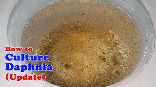 How to Culture Daphnia Update with ZERO Cost  Unlimited Live Food for Our Fish [upl. by Robison144]