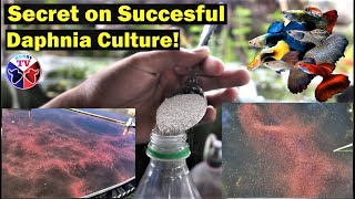 How to Culture Daphnia Successfully [upl. by Nyleak]