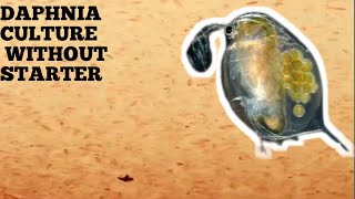 HOW TO CULTURE DAPHNIA NATURALLY WITHOUT A STARTER [upl. by Saber]