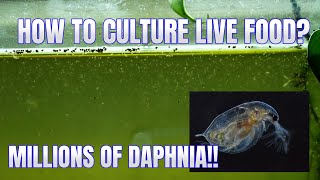 How to Culture Daphnia Secret Method to Breed MILLIONS  Simply Aquatic [upl. by Pearman]