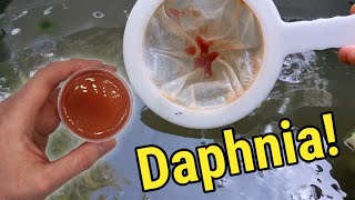 How I Culture Daphnia In Outdoor Tubs [upl. by Strader11]