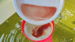 How to culture daphnia  Daphnia culture  How to grow daphnia outdoor [upl. by Ynots]