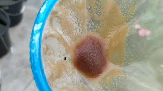 How to culture daphnia moina in a small container Part 1 English Subtitle [upl. by Aurlie756]