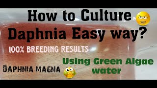 Daphnia MagnaHow to Culture Daphnia Easy wayCulturing Daphnia using Green water Daphnia [upl. by O'Reilly]