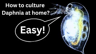 BEST Live Fish Food Beginner guide How to Culture Daphnia at home [upl. by Cirek615]