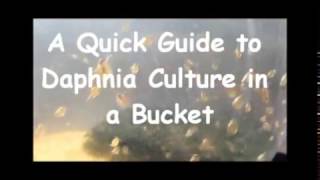 How to culture daphnia outside [upl. by Nette]