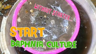 How to culture daphnia moina the easy way 1  Starting the Daphnia culture [upl. by Aihsenor204]