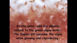 Daphnia  How to grow daphnia in your home [upl. by Eixor]