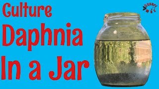 How to Culture Daphnia in a Jar [upl. by Iver]