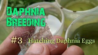 Daphnia Culture made simple and easy 3  Hatching Daphnia eggs [upl. by Acinorrev211]