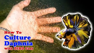 How to Culture Daphnia with ZERO Cost  Unlimited Live Food For Our Fish [upl. by Lochner857]