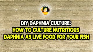 DIY Daphnia Culture How to Culture Nutritious Daphnia as Live Food for Your Fish [upl. by Karil630]