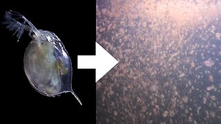 How I Culture Daphnia [upl. by Kelton]