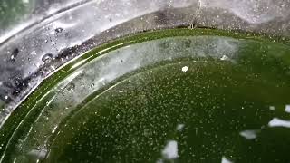 DAPHNIA MOINA CULTURE IN A SMALL BUCKET [upl. by Airtened253]