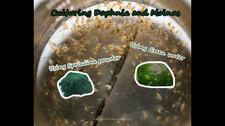 How To Culture Daphnia and Moinas using Green Water Spirulina powder [upl. by Ulita]