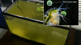 Raising Daphnia for the Freshwater Aquarium [upl. by Solracsiul]