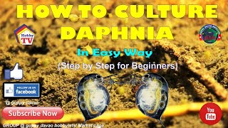 HOW TO CULTURE DAPHNIA In Easy Way [upl. by Krenn]